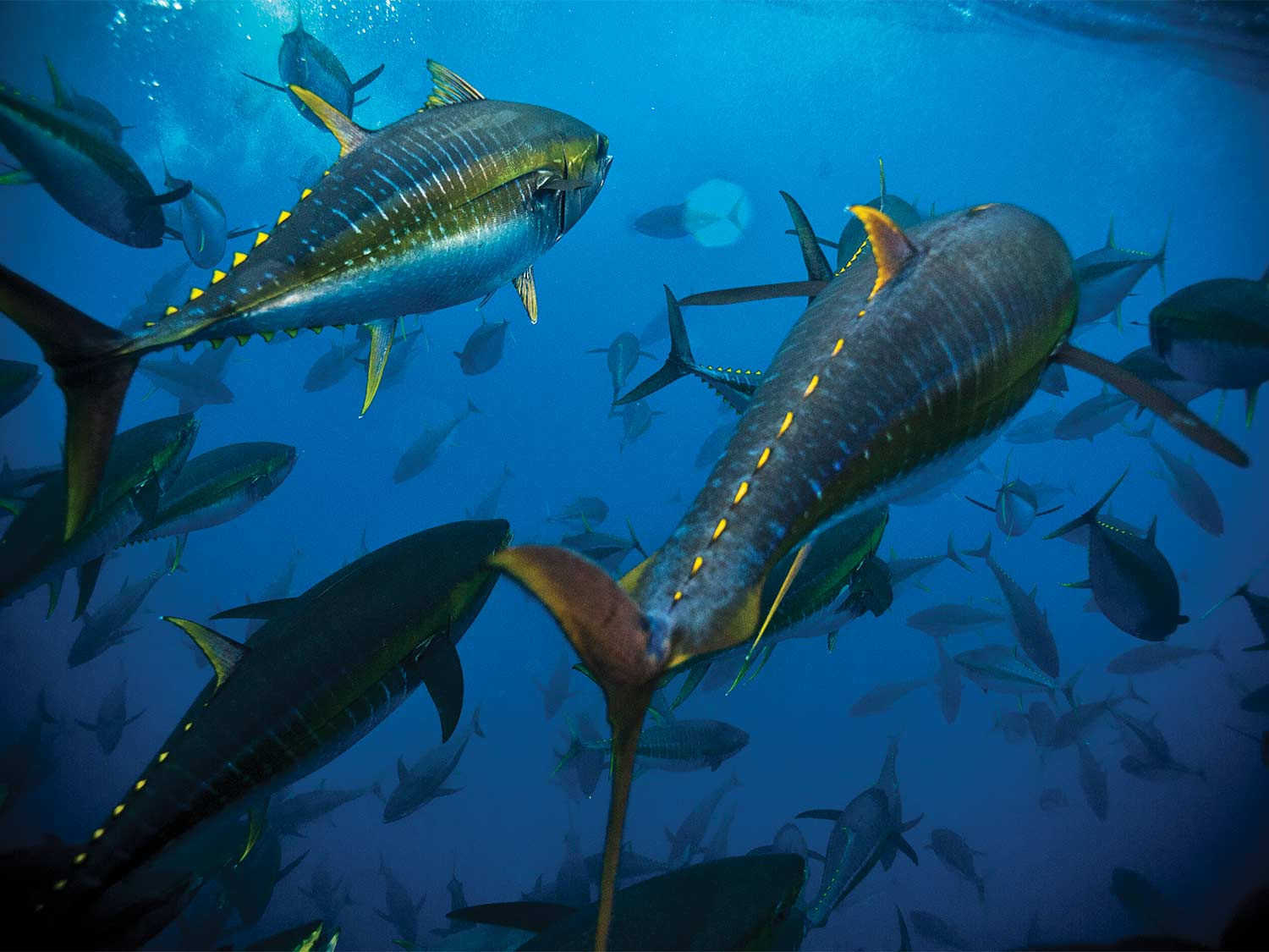 Yellowfin tuna swimming in deep Philippine waters